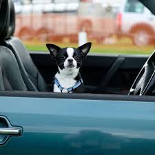 In accordance with state and federal laws, as well as uber's policies, service animals are permitted to accompany riders at all times. Uber Pet Lets Furry Friends Join The Ride For A Fee The Verge