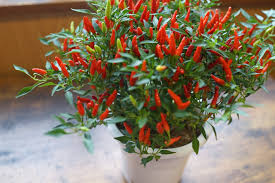 Be sure you secure the vinyl posts as it will roll over if the plants decide to lean to the left or right. Growing Peppers In Pots Top Tips