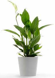 Peace lily likes to have slightly damp soil. Peace Lily Not Blooming Thriftyfun