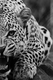 Epic Animals Animals Beautiful Animals Big Cats