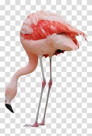 aesthetic grunge pink flamingo transparent background png clipart hiclipart clip art pink flamingos birds pink lips art