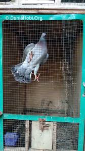 We did not find results for: Menjinakan Burung Merpati Yang Giras Atau Liar Dg Cepat Dunia Hobi