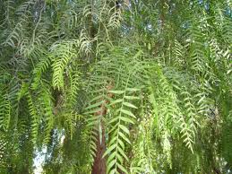 Image result for Schinus molle