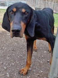 Black And Tan Coonhound Puppies For Sale In Ky Adopt George Cooney On Petfinder Coonhound Humane Society Pet Adoption
