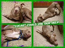 Seriously Deformed Canine Is Getting A 2nd Probability At Lifestyles World News International Headlines Animals Canine Animal Abuse