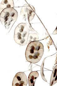 Monney Plant Monnaie Du Pape Lunaria Annua Mary Jo Hoffman Seed Pods Seeds Plants