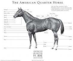 Pin By Scharidi Barber On Critter Business Horses