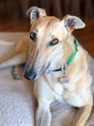 Have a look at the list of our dogs that are waiting for being fostered! Adoption Update Hi Gap Greyhound Adoption Program Qld Facebook
