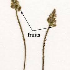 Image result for Palisota ambigua