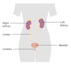 Check spelling or type a new query. File Diagram Showing The Female Urinary System Cruk 301 Svg Wikimedia Commons