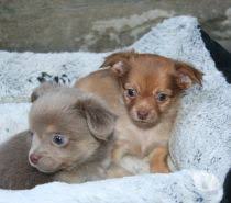 Photos Vivastreet Chiots Chihuahua Male Lavande Femelle Choco Fawn