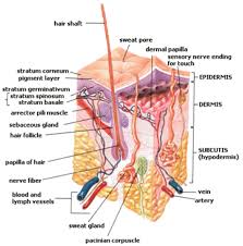 Human Body Muscle Tissue Hd Images Human Body Muscle Tissue