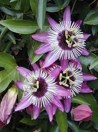 Pin On Unusual Flowers