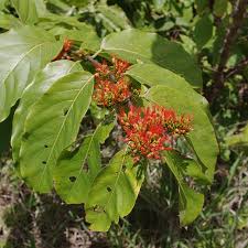 Image result for Combretum paniculatum