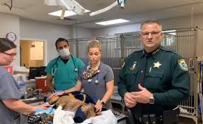 No matter how small your query is, you can count on us to answer. Merritt Island Dog Dies Of Bite Wounds 11 000 In Rewards Offered For Dogfighting Arrest