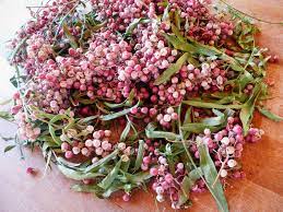 Peruvian Pink Peppercorns A Surprising Backyard Forage Garden Betty