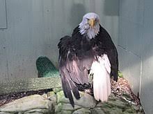 Twice the size of a chicken egg. Bald Eagle Wikipedia