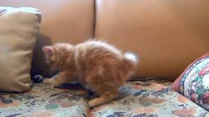We did not find results for: 1 000 Best Cat Videos 100 Free Download Pexels Stock Videos