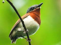 Image result for Platostoma africanum