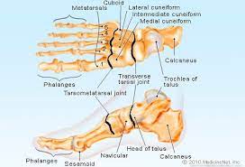 (10 foot/ankle and 19 intrinsic) ten of these muscles originate outside of the foot itself but the other 19 muscles are referred to as intrinsic muscles of the foot and act only within the foot. Foot Anatomy Detail Picture Image On Medicinenet Com