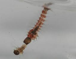 Nama jentik berasal dari gerakannya ketika bergerak di air. Nyamuk Gajah Nyamuk Raksasa Penghasil Larva Kanibal Re Tawon