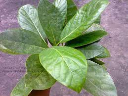 Gambar daun alpukat paling keren download now jual daun alpukat dki. Daun Alpukat Persea Americana Miller Artikel Sudarminto Setyo Yuwono
