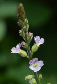 Image result for Priva flabelliformis