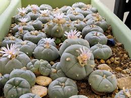 Saw This On Facebook. Supposedly The Biggest Cluster Of Peyote Ever  Photographed. Can Anyone Confirm If This Is A Natural Occurrence? : R/Cactus