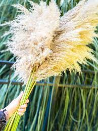 How To Dry Pampas Grass In 3 Easy Steps Pampas Grass Hydrangea Not Blooming Grass