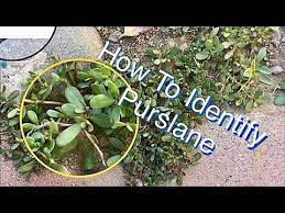 Purslane is a green, leafy vegetable that can be eaten raw or cooked. Purslane Wild Edible Plants In My Backyard Series Youtube