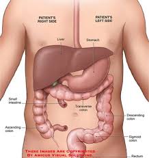 Moderate abdominal pain on right side may go away without treatment. Anatomy Left Side Abdomen Anatomy Drawing Diagram