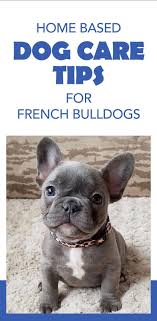 Keep Wrinkles From Becoming Stinkles Wrinkle Dogs Dog Skin Care Itchy Dog Skin