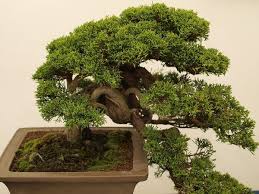 With proper care, a bonsai can last for centuries, but even a relatively young plant can give the illusion of great age. Bonsai Tree Care Tips Ideas Soil Watering Design Agri Farming