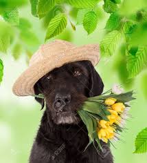 Maybe you would like to learn more about one of these? Beautiful Mutt Black Dog Amy Holding Bouquet Of Spring Flowers Stock Photo Picture And Royalty Free Image Image 71178575