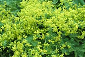 عتبي على رجال بلحى تناسوا همنا وغفلوا عن أوجاعنا فقد شغلتهم الدنيا وزينتها. ÙÙˆØ§Ø¦Ø¯ Ø¹Ø´Ø¨Ø© Ø±Ø¬Ù„ Ø§Ù„Ø­Ù…Ø§Ù… Ù„Ù„Ø¨Ø´Ø±Ø© Ù…ÙˆØ³ÙˆØ¹Ø© Ø¯Ø§Ø± Ø§Ù„Ø·Ø¨