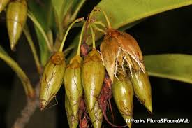 Image result for Ixonanthaceae