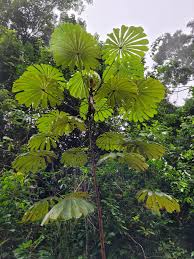 Image result for Musanga