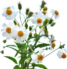 Image result for Bidens sp.no.1