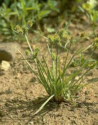 Image result for Cyperus squarrosus