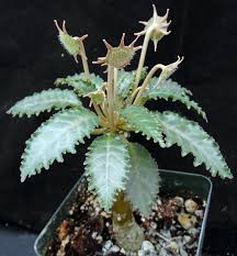 Image result for Dorstenia