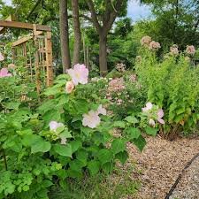 Image result for Hibiscus mechowii