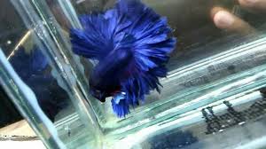 Pin Oleh Bandung Betta Fish Di Halfmoon Rosetail