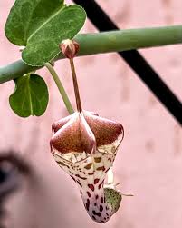 Image result for Ceropegia achtenii