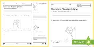 With an included answer sheet, your marking and correction will be quick and easy and done in record time. Skeletal System And Muscles Of The Body Worksheet Beyond