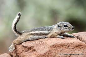 White Tailed Antelope Squirrels Are Wonderful Residents Of Many Desert Areas Of Utah Nevada Arizona California And Oregon T Squirrel Small Lizards Antelope