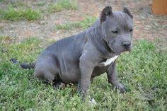 Maybe you would like to learn more about one of these? Las Mejores 10 Ideas De Cachorros Pitbull Cachorros Pitbull Pitbull Cachorros