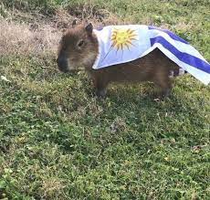 El carpincho (hydrochoerus hydrochaeris) es el roedor más grande del mundo, llega a medir unos 50… Piche Friki On Twitter Los Carpinchos Son Uruguayos