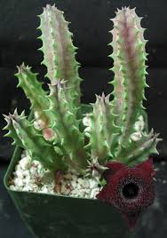 Image result for Huernia kirkii
