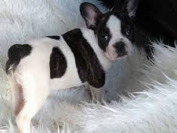 The french bulldog had gradually become a household name in paris particularly among the fashionable female. 10 Best French Bulldog Dog Names