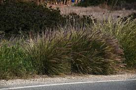 Image result for Cenchrus setaceus